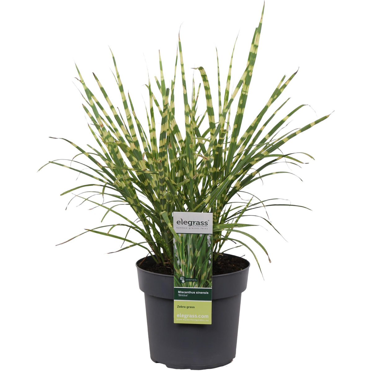 Miscanthus sinensis Strictus - Ø23cm - ↕60cm - Ø19 - ↨50cm