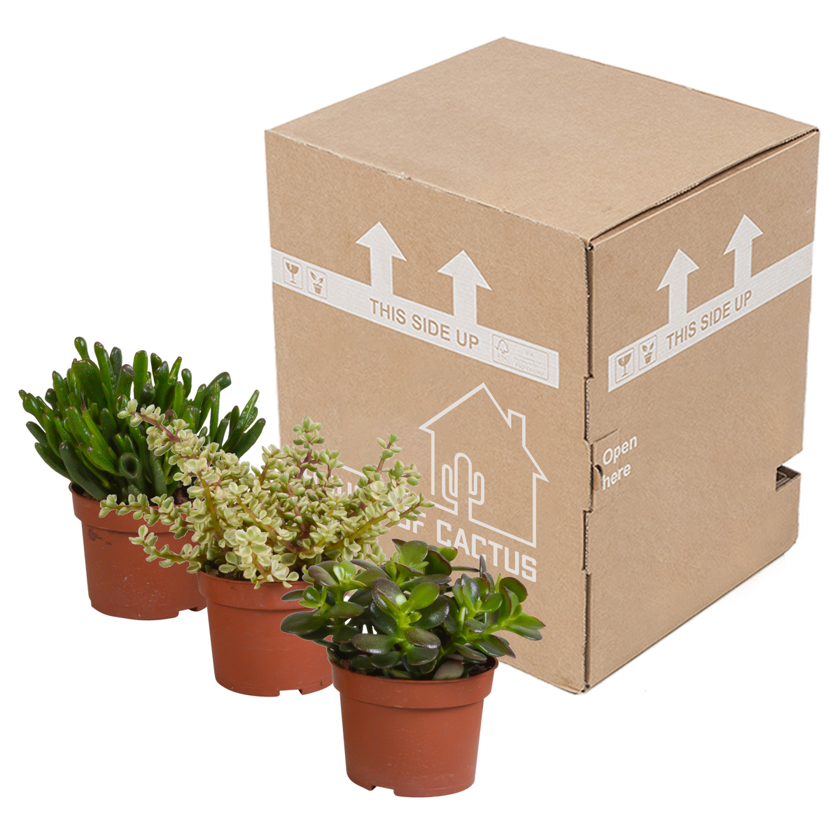 Crassula mix 10,5 cm - 3x - zonder pot
