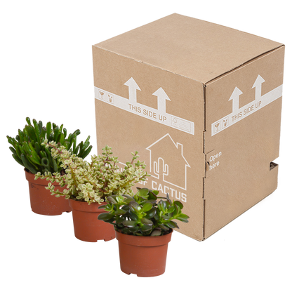 Crassula mix 10,5 cm - 3x - zonder pot