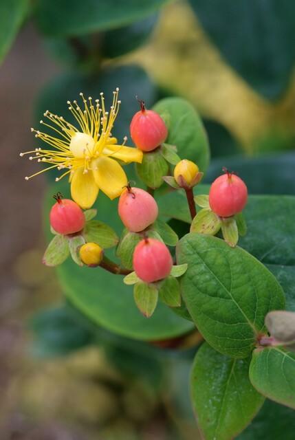 6x Hypericum inodorum 'Annebel' - ↕10-25cm - Ø9cm