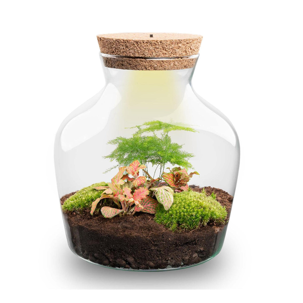 DIY terrarium - Little Joe met licht - ↕ 21,5 cm - Normal