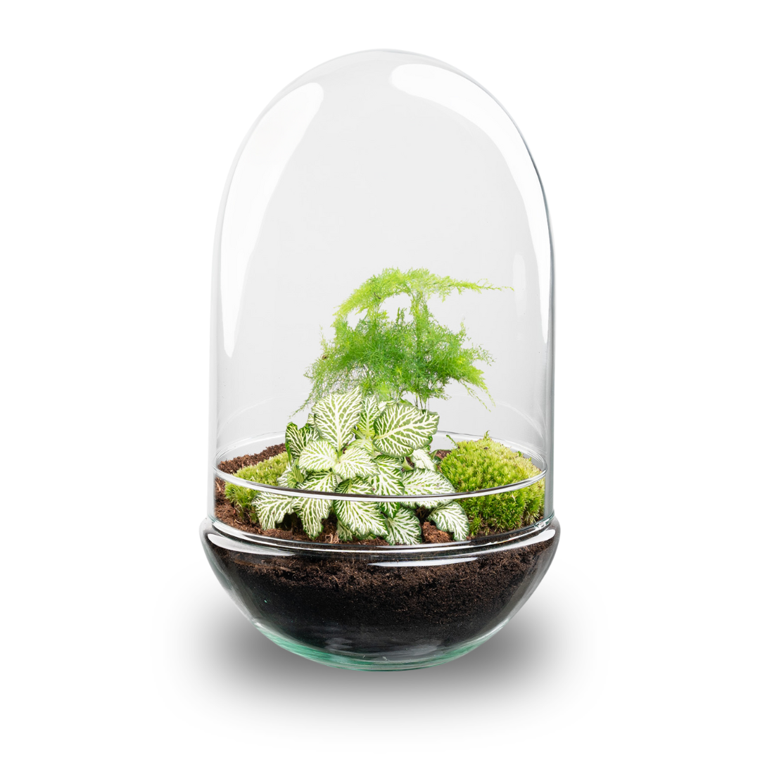 DIY Planten terrarium tweedelig bolglas - Egg XL - Ø 17,5 cm ↑ 30 cm