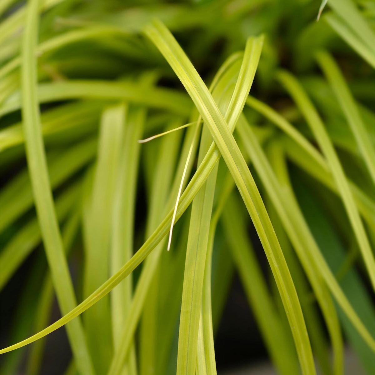 Siergrassen -  Carex oshimensis Everillo - Geel - 4 Planten - Bladhoudend - Weinig Onderhoud - Pot 17cm Hoogte 50cm