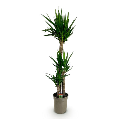 Kamerplant - Yucca elephantipes - Yucca - Weinig onderhoud - Groen - 1 - Pot 24cm - Hoogte 140cm