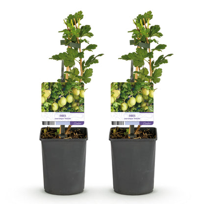 Fruitplant - Kruisbes - Ribes uva-crispa Invicta - Groene Bes - 2 planten -  Pot 11cm Hoogte 40cm