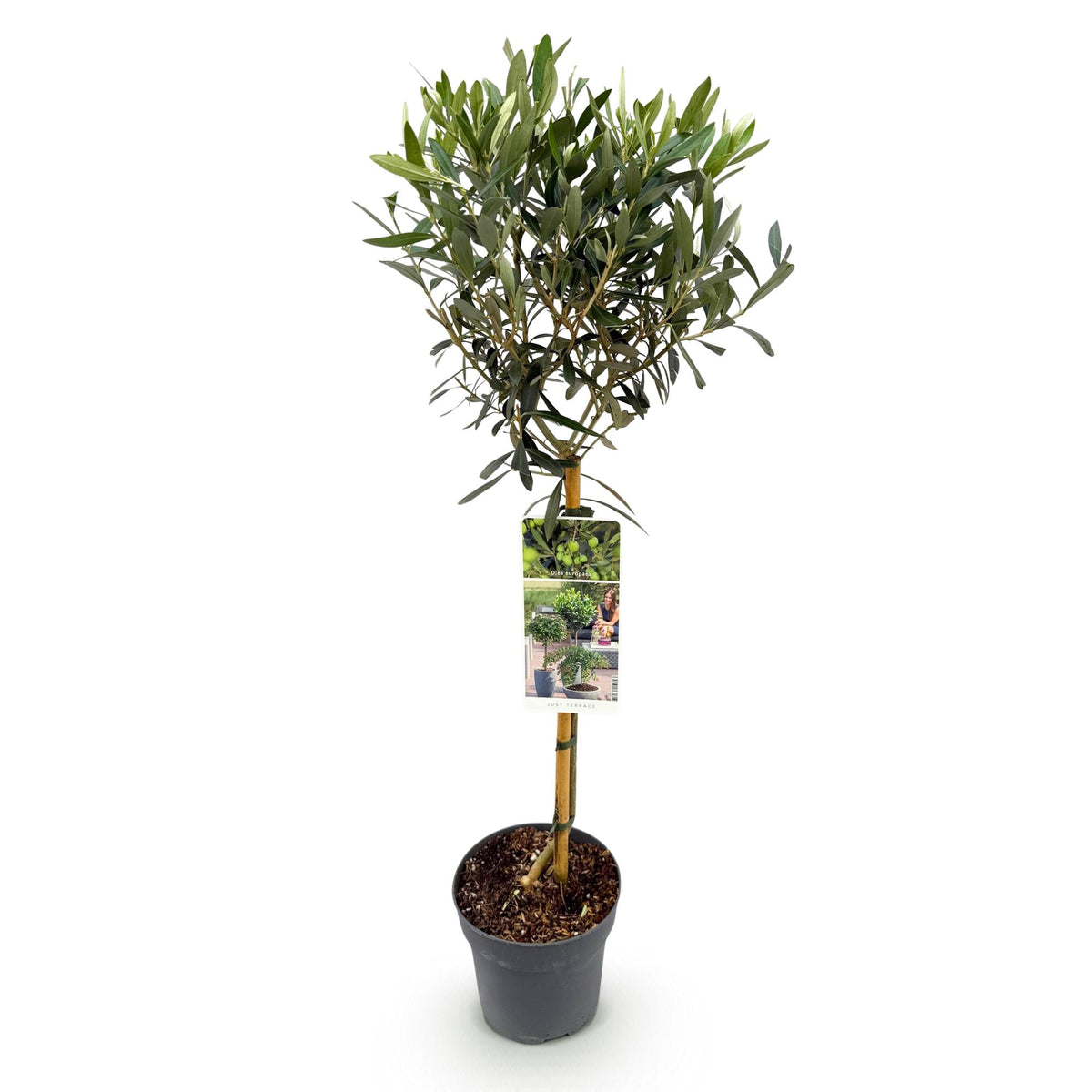 Plant op Stam - Olea Europaea - Terras Plant - Bladhoudend - Winterhard - Olijfgroen Blad - Pot 19cm Hoogte 90cm