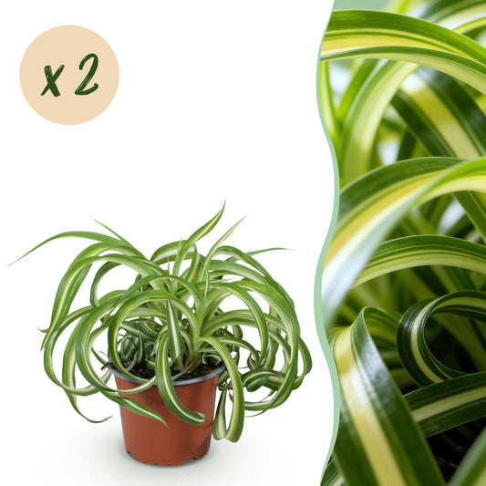 Kamerplant - Chlorophytum comosum Bonnie - Krullende Graslelie - Huisdiervriendelijk - Bont - 2 Planten - Pot 12cm - Hoogte 20-25cm