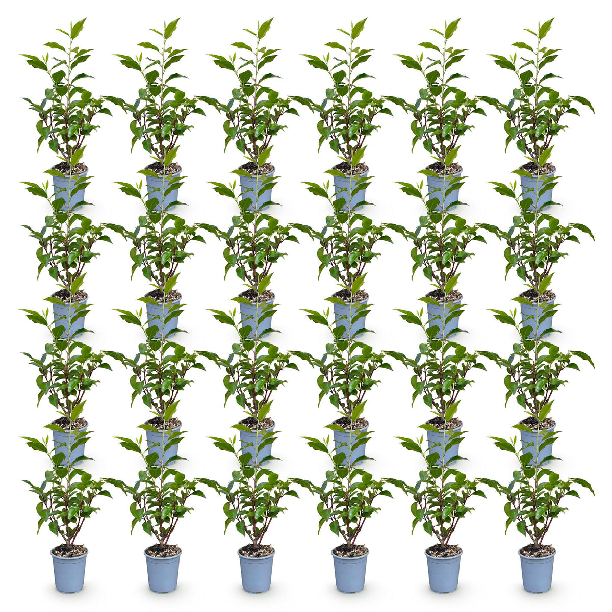 24x Prunus lusitanica Angustifolia - Portugese Laurier - Haagplanten - Groenblijvend - Groen - Pot 9cm - Hoogte 25-35cm
