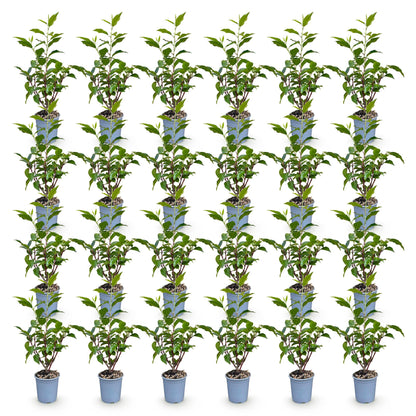 24x Prunus lusitanica Angustifolia - Portugese Laurier - Haagplanten - Groenblijvend - Groen - Pot 9cm - Hoogte 25-35cm