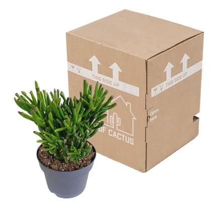 Crassula gollum 17cm