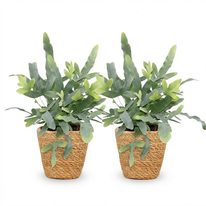 Kamerplant - Phlebodium aureum Blue Star - Blauwe Varen - Huisdiervriendelijke Plant - Blauw - 2 Planten - met Mand - Pot 12cm - Hoogte 25cm