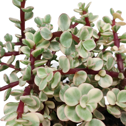 Portulacaria afra Variegata 10,5cm - in witte pot