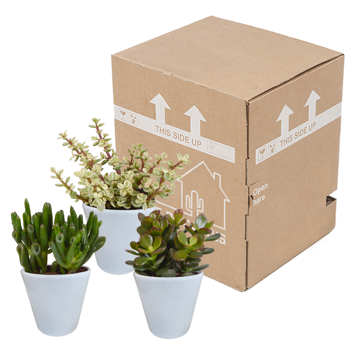 Crassula mix 8.5 cm - 3x - in witte pot