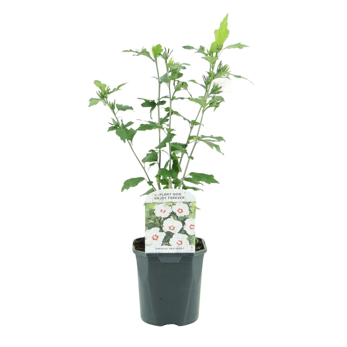 Heesters - Hibiscus syriacus Red Heart  - Bloem Wit Met Rood Hart - 1 Plant - Bladverliezend - Weinig Onderhoud - Pot 17cm Hoogte 45cm