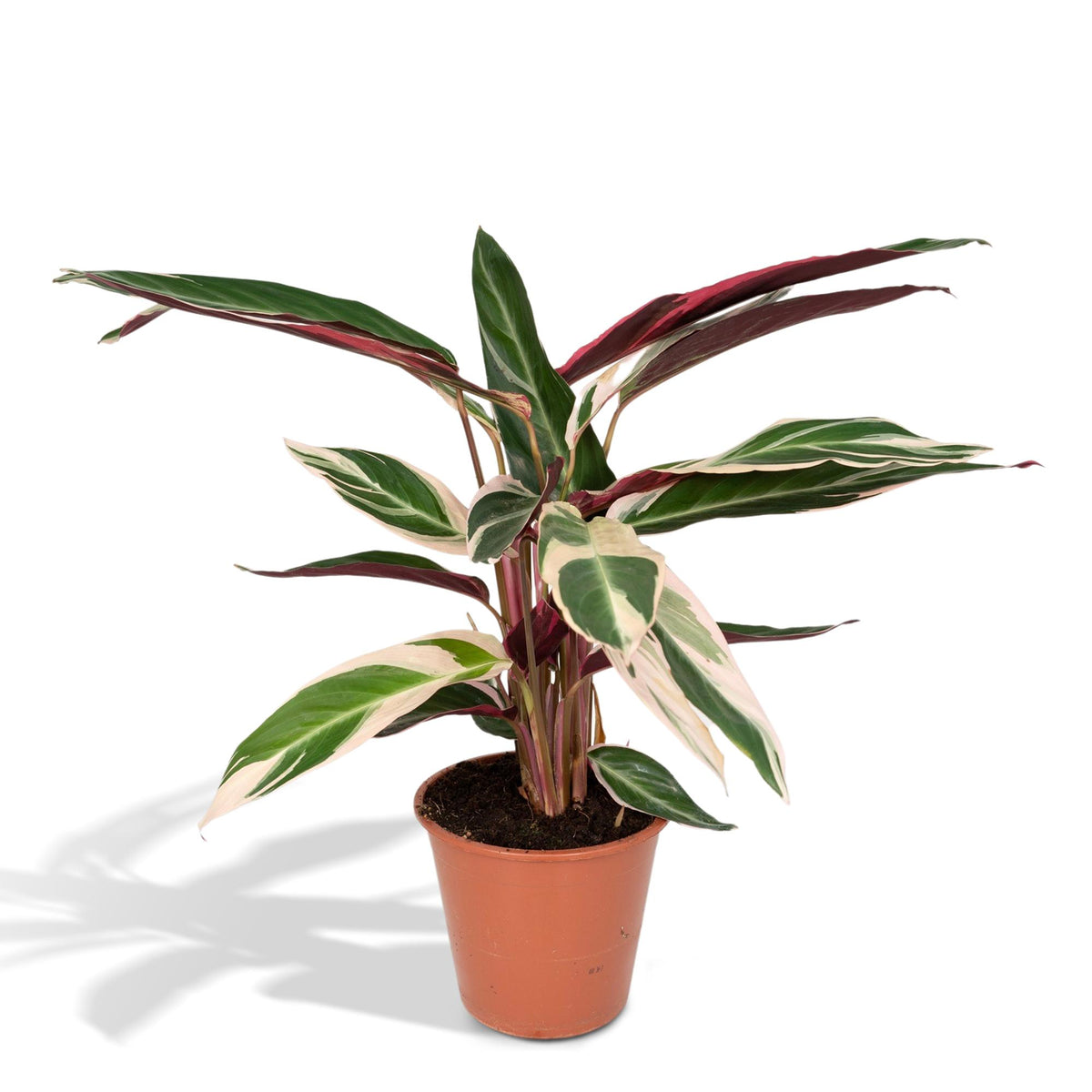 Calathea Triostar - Pauwenplant - Ø19cm - ↕70cm