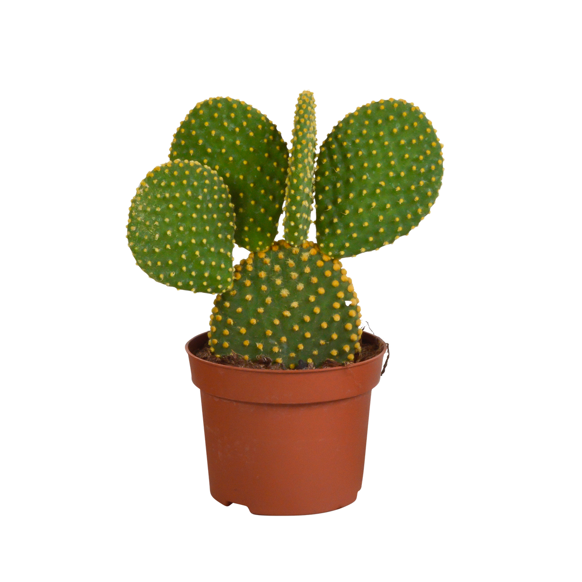 Opuntia microdasys - 12cm - zonder pot
