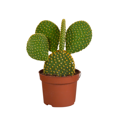 Opuntia microdasys - 12cm - zonder pot