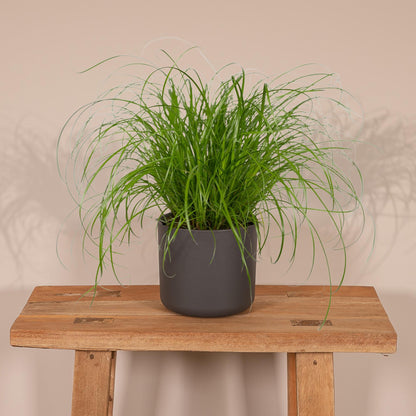 Cyperus Alternifolius - Kattengras - Ø12cm - ↕20cm