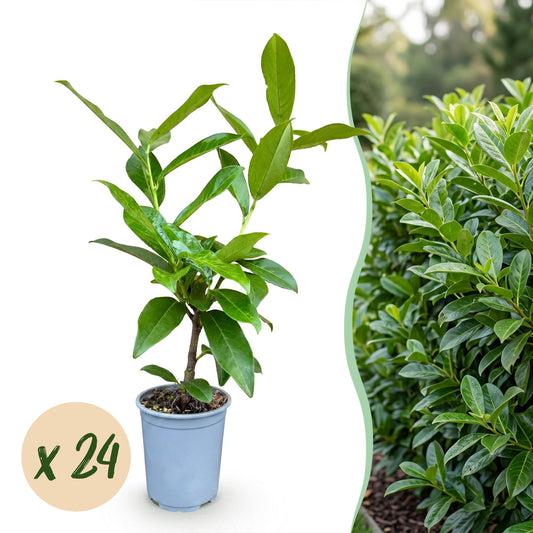 24x Prunus laur. Novita - Laurierkers - Haagplanten - Groenblijvend - Groen - Pot 9cm - Hoogte 25-35cm