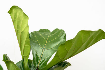 Ficus Lyrata vertakt XL - 170cm - ø34