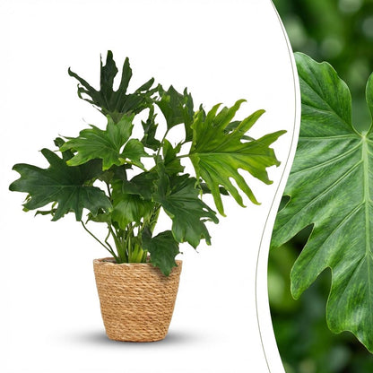 Kamerplant - Philodendron - Philodendron Lickety split - Groen - Weinig onderhoud - 1 Plant - met Mand - Pot 19cm - Hoogte 70cm