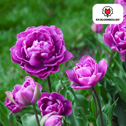 Tulpenbollen Double Flag – 20 Stuks | KH Bloembollen® | Paarse Dubbelbloemige Tulp – Elegant & Vol – Cadeau voor Tuin of Pot – Maat 11/12 – Vers van de Teler!