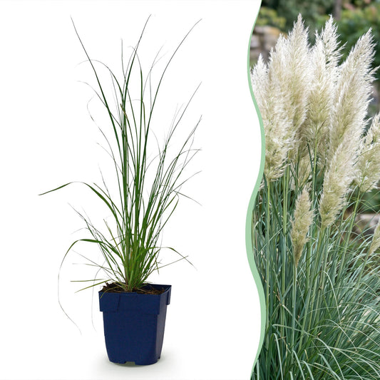 Grassen - Cortaderia sell. Pumila - Dwergpampasgras - Met Pluim - Grijs - 6 Planten - Pot 11cm - Hoogte 15-25cm