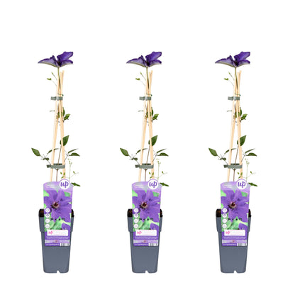 3x - Clematis The President - ↨65cm - Ø15