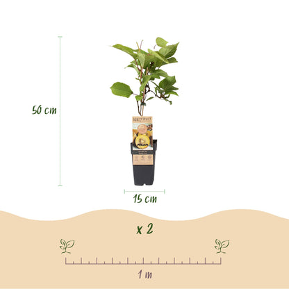 Fruitplant - Actinidia Weiki & Golden Kiwi - Kiwiplant - 1 Mannelijke - 2 Vrouwelijke - Planten - Geel - Pot 15cm - Hoogte 50cm