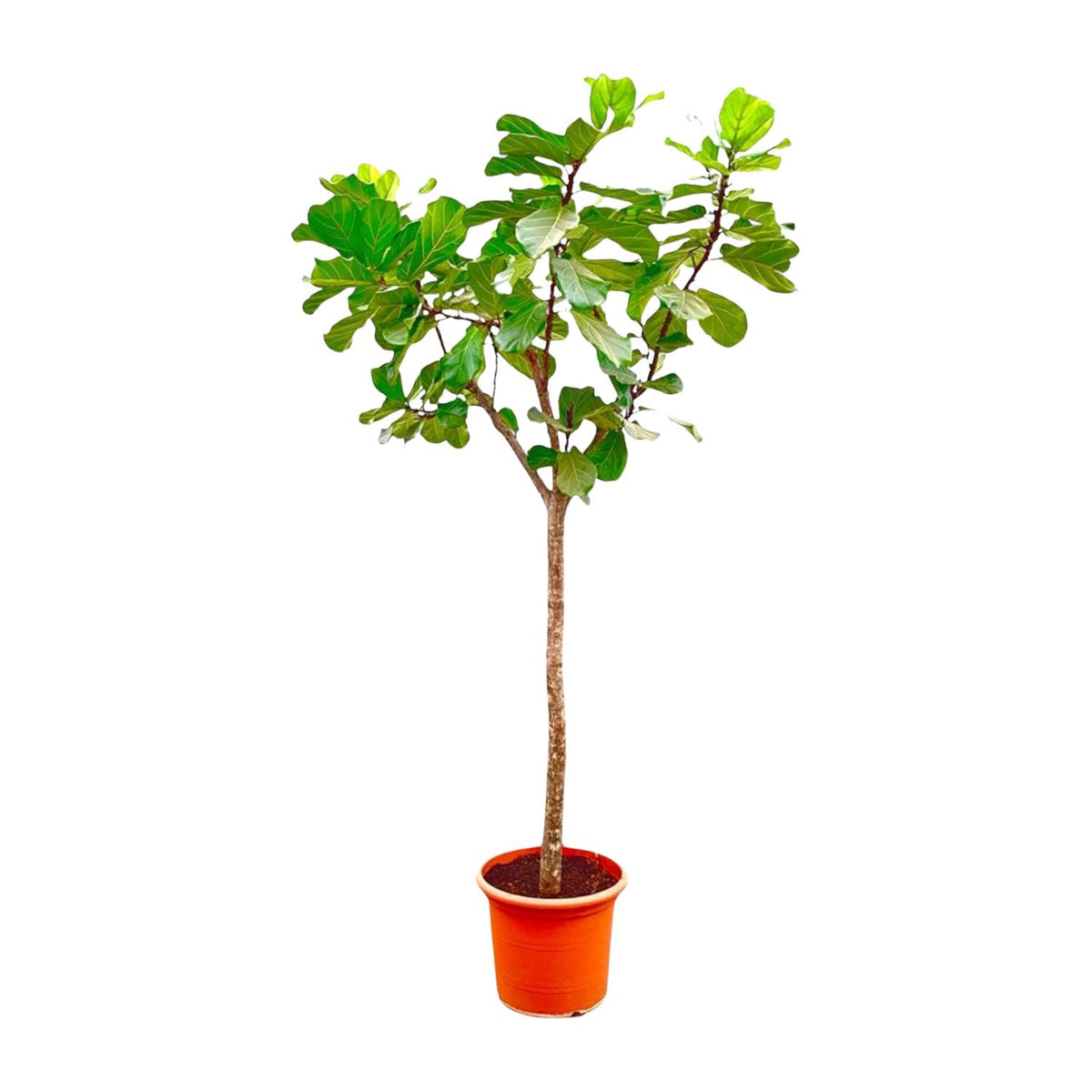 Ficus Lyrata boom XXXL - 270cm - ø45