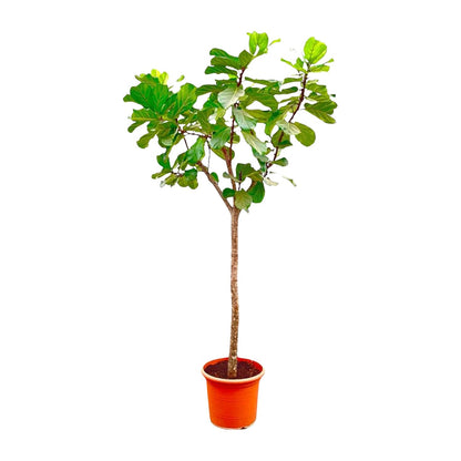 Ficus Lyrata boom XXXL - 270cm - ø45