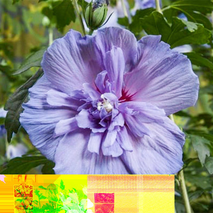 Tuinplant - Hibiscus syriacus Blue Chiffon® - Plant op stam - Terras Plant - Bladverliezend - Weinig Onderhoud - Pot 19cm Hoogte 90cm
