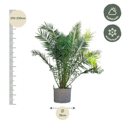 Phoenix Canariensis - 230cm - ø50