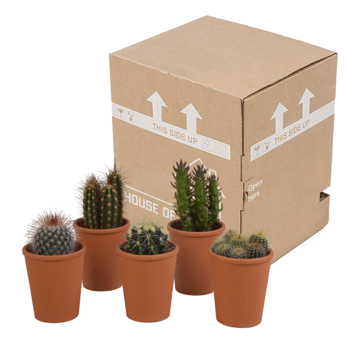 Cactus mix 5.5 cm - 5x - in terracotta pot
