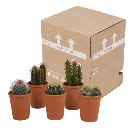 Cactus mix 5.5 cm - 5x - in terracotta pot