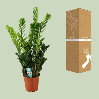 Zamioculcas 21cm - Ø21cm - ↕75cm