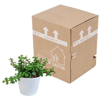 Portulacaria afra - in witte pot
