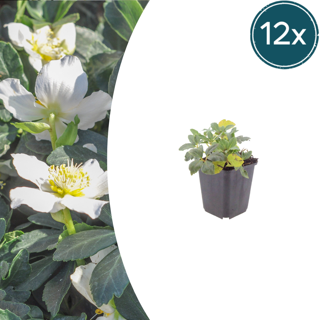 12x Helleborus orientalis - ↕10-25cm - Ø9cm