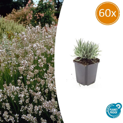 60x Lavandula int. 'Edelweiss' - ↕10-25cm - Ø9cm