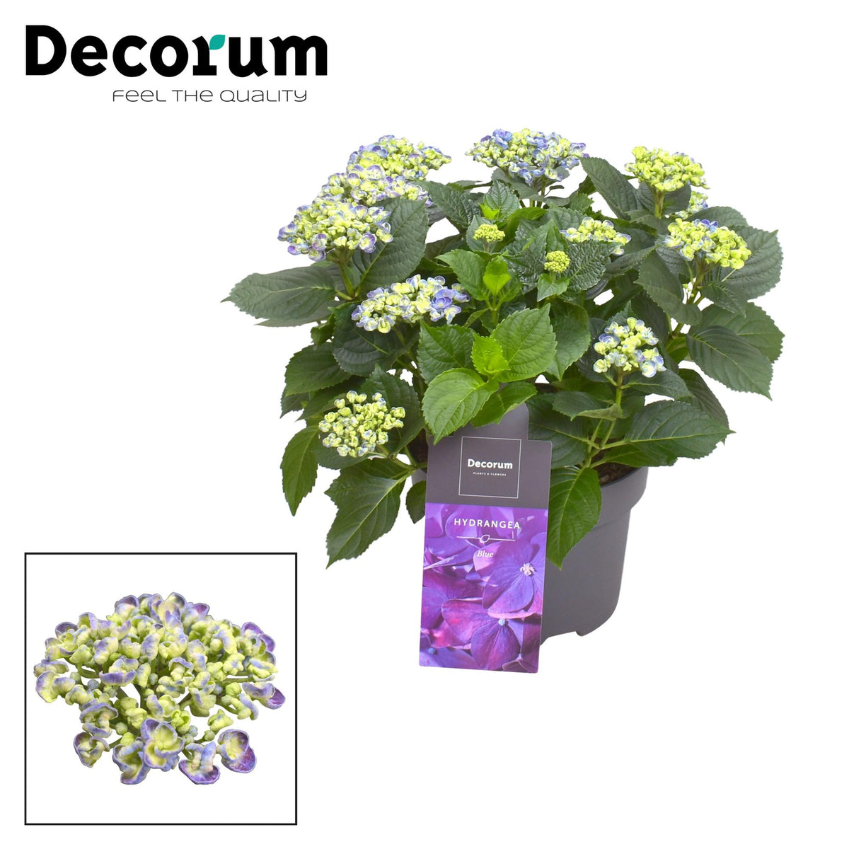 Hydrangea Curly Wurly Blauw 9-15 Kop (Decorum) - Ø23cm - ↕50cm