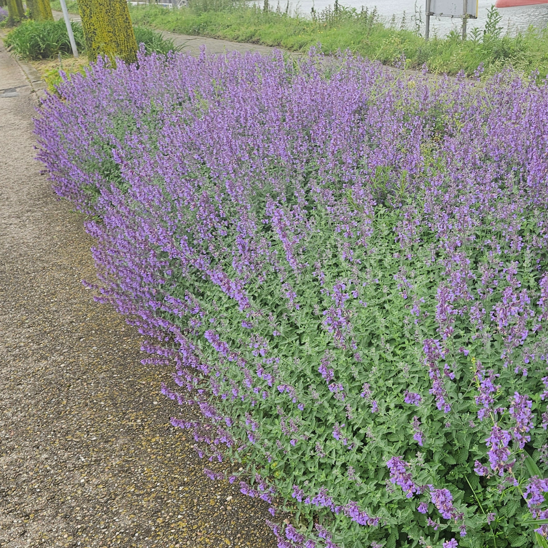 Nepeta – 6 Pluggen | Zelf Kweken & Genieten van een Aromatische Tuin!