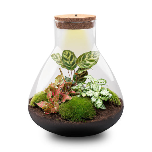 DIY Planten terrarium met licht - Sam XL Red - Ø 30 cm ↑ 32 cm - No tools