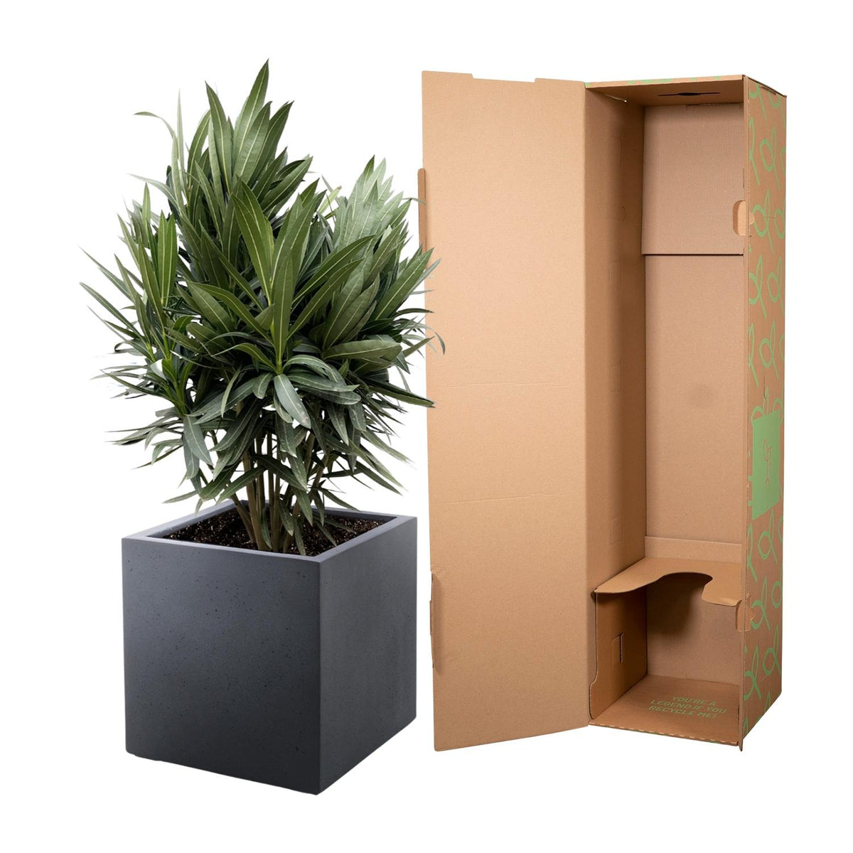Nerium Oleander struik met rode bloem - 70cm- Ø19