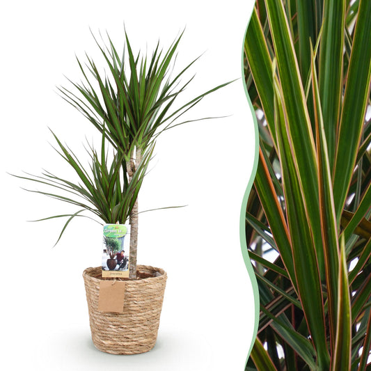 Green is... Kamerplanten - Dracaena Marginata - Drakenbloedboom - Weinig onderhoud - met mand - Groen - 1 Plant - Pot 21cm - Hoogte 90-100cm