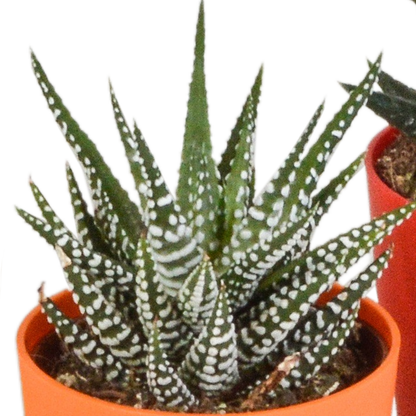 Gasteria/Haworthia mix 5,5cm - 5x - in gekleurde plasticpot