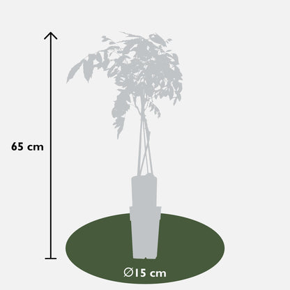 Wisteria sinensis 'Prolific' - Blauwe regen - Ø15cm - ↕65cm