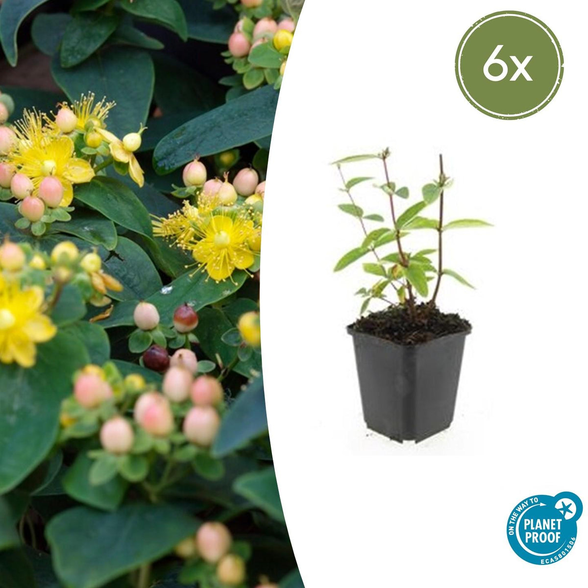 6x Hypericum inodorum 'Annebel' - ↕10-25cm - Ø9cm