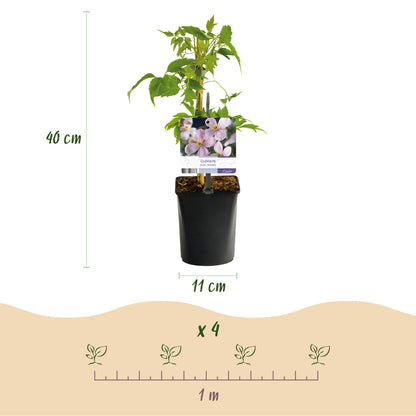 Klimplant - Clematis montana Rubens - Bloem Roze - Vroegbloeiend - Weinig onderhoud -2 planten -  Pot 11cm Hoogte 40cm