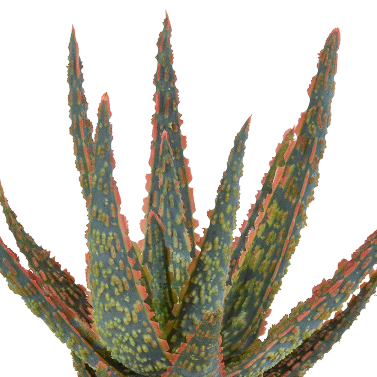 Aloë zebrina Dannyz 10,5cm - in terracotta pot