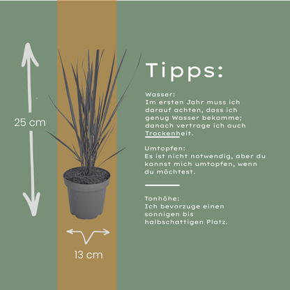 6x Panicum virgatum ‘Northwind’ – Sterk opgaand siergras met strakke groeivorm | Potmaat 12 cm